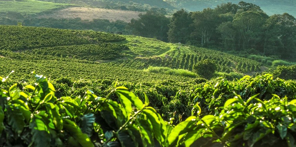 Sebrae/ES oferece consultoria gratuita para agroindústrias e empreendedores rurais